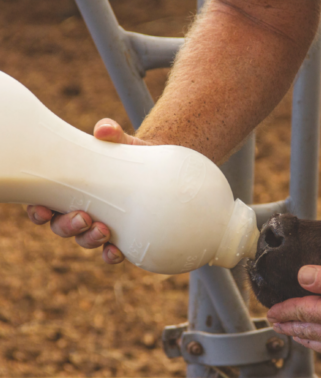 1-2 BESS biberon allaitement veau