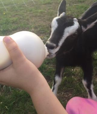 4-2 BESS donner biberon chevreau